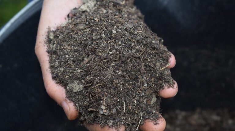 mulch in hands | How To Mulch A Tree: Tips From The Pros | featured