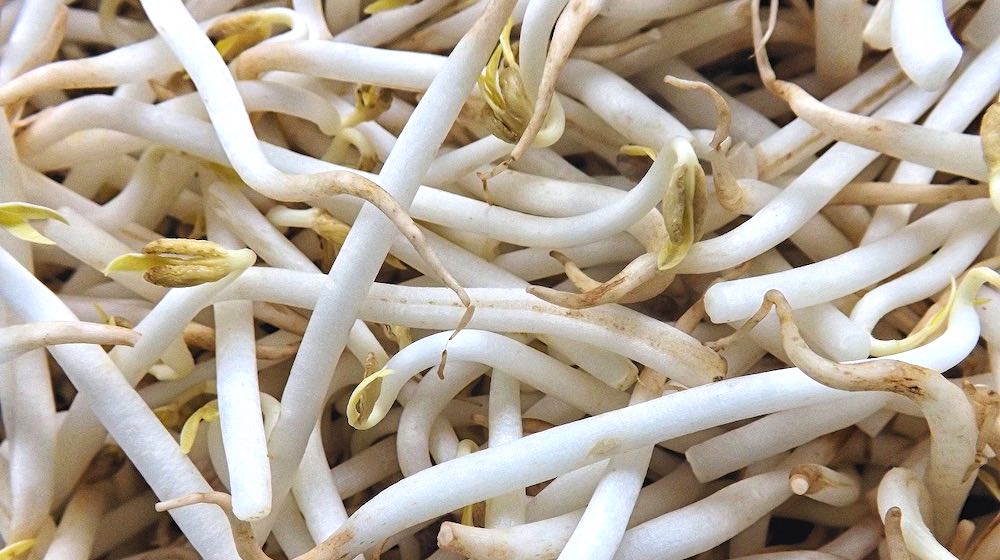 mung bean sprouts | How To Sprout Mung Beans In Jars | featured