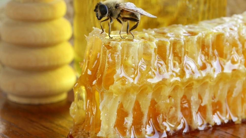 natural-organic-honey-in-the-comb | Can You Eat Honeycomb? Benefits and Food Uses of Honeycomb |featured