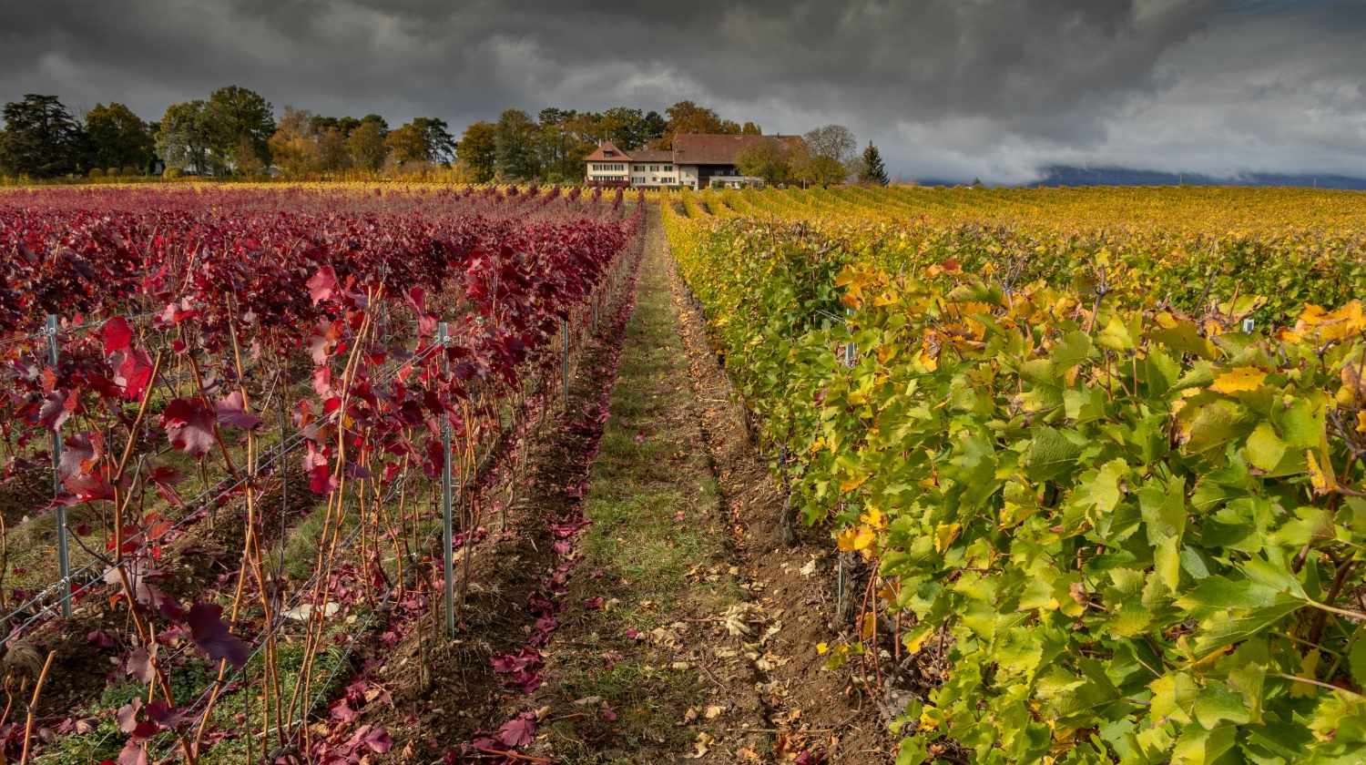 Feature | Natural rural countryside and farm | Inspiring Homestead Farm Design Ideas