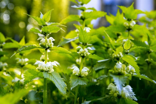 Medicinal Uses For Weeds Commonly Found Around Your Home - Part 3