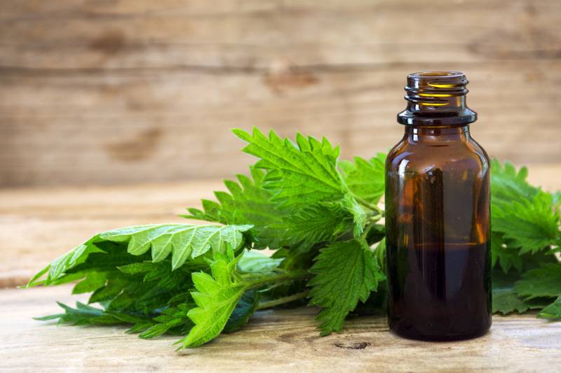 nettle essential oil | How To Make Vegetable Rennet for Cheesemaking 