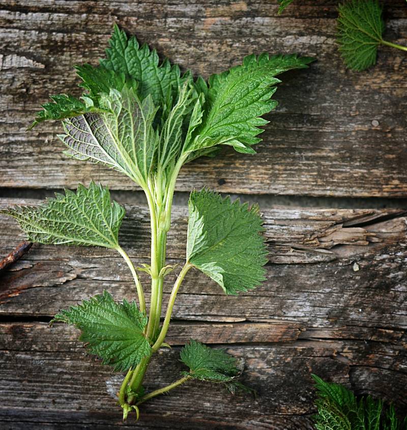 nettle | How To Make Vegetable Rennet for Cheesemaking | liquid vegetable rennet 