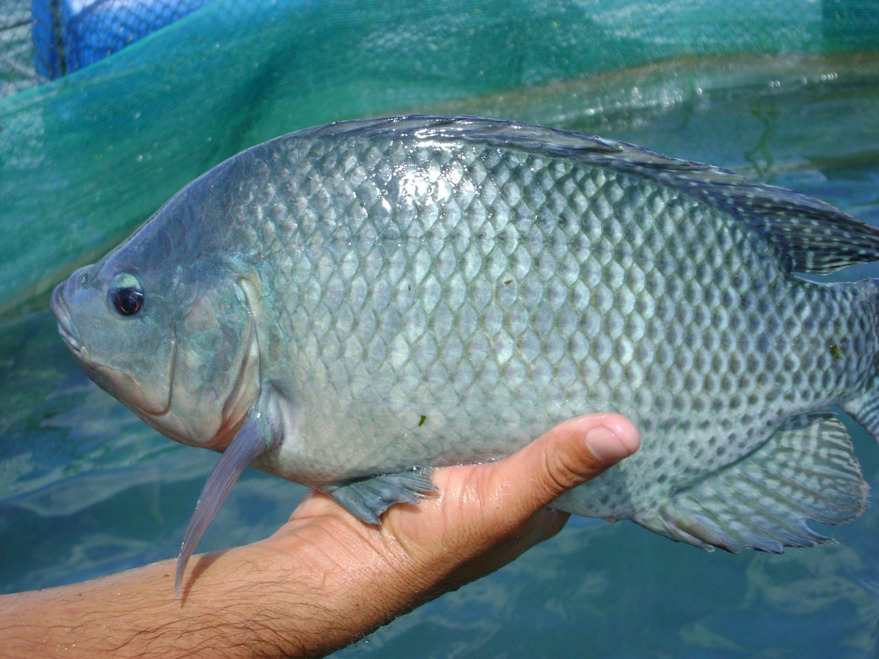 Tilapia | How to Master Smoking Meat | Homesteader's Guide Tilapia | How to Master Smoking Meat | Homesteader's Guide