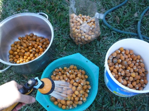 Harvesting and “Juicing” Queen Palm Berries