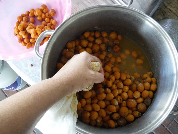 Harvesting and “Juicing” Queen Palm Berries