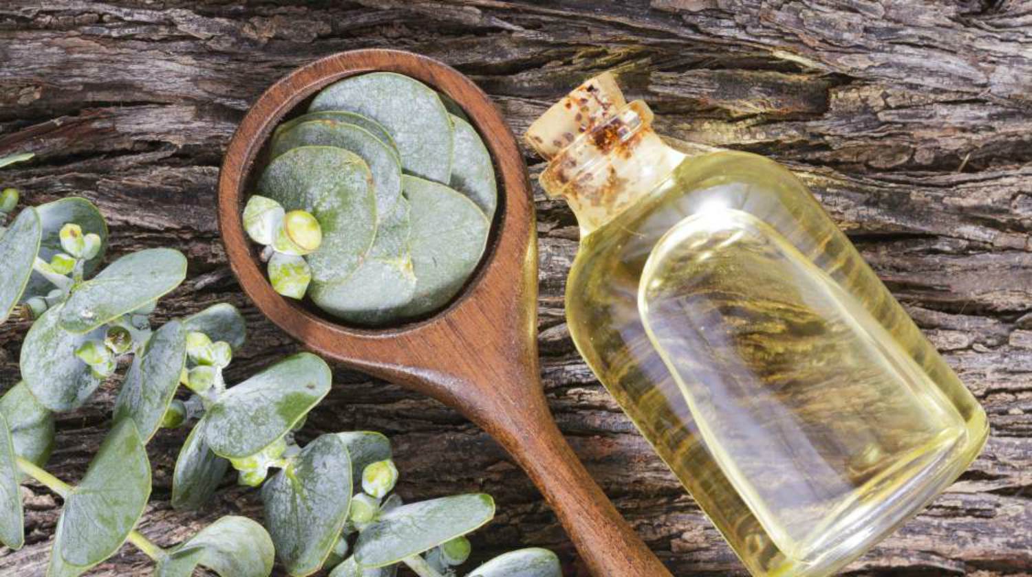 Feature | Eucalyptus oil | Eucalyptus Oil Uses And Benefits Around The Homestead