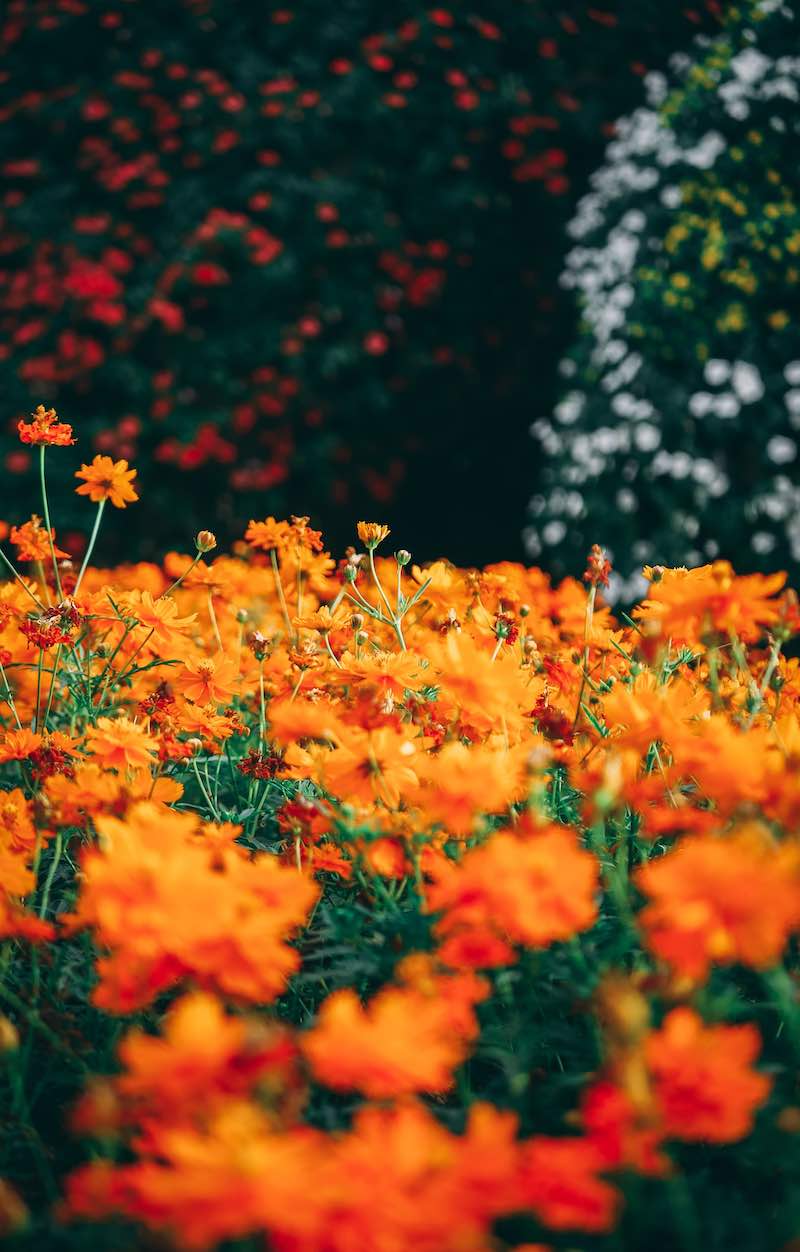 orange flowers | How To Save on Water Bill In Smart Ways | how to save on water bill