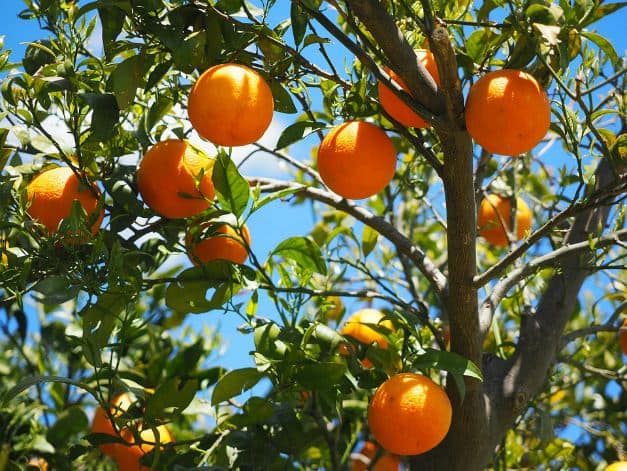 Growing Miniature Fruit Trees and Non-Native Plants