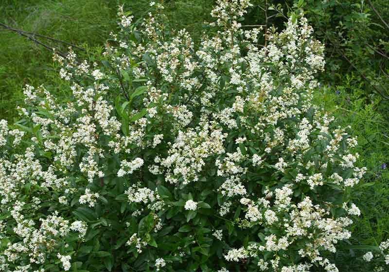 ordinary privet (ligustrum vulgare) blooms in the wild | hardy winter plants