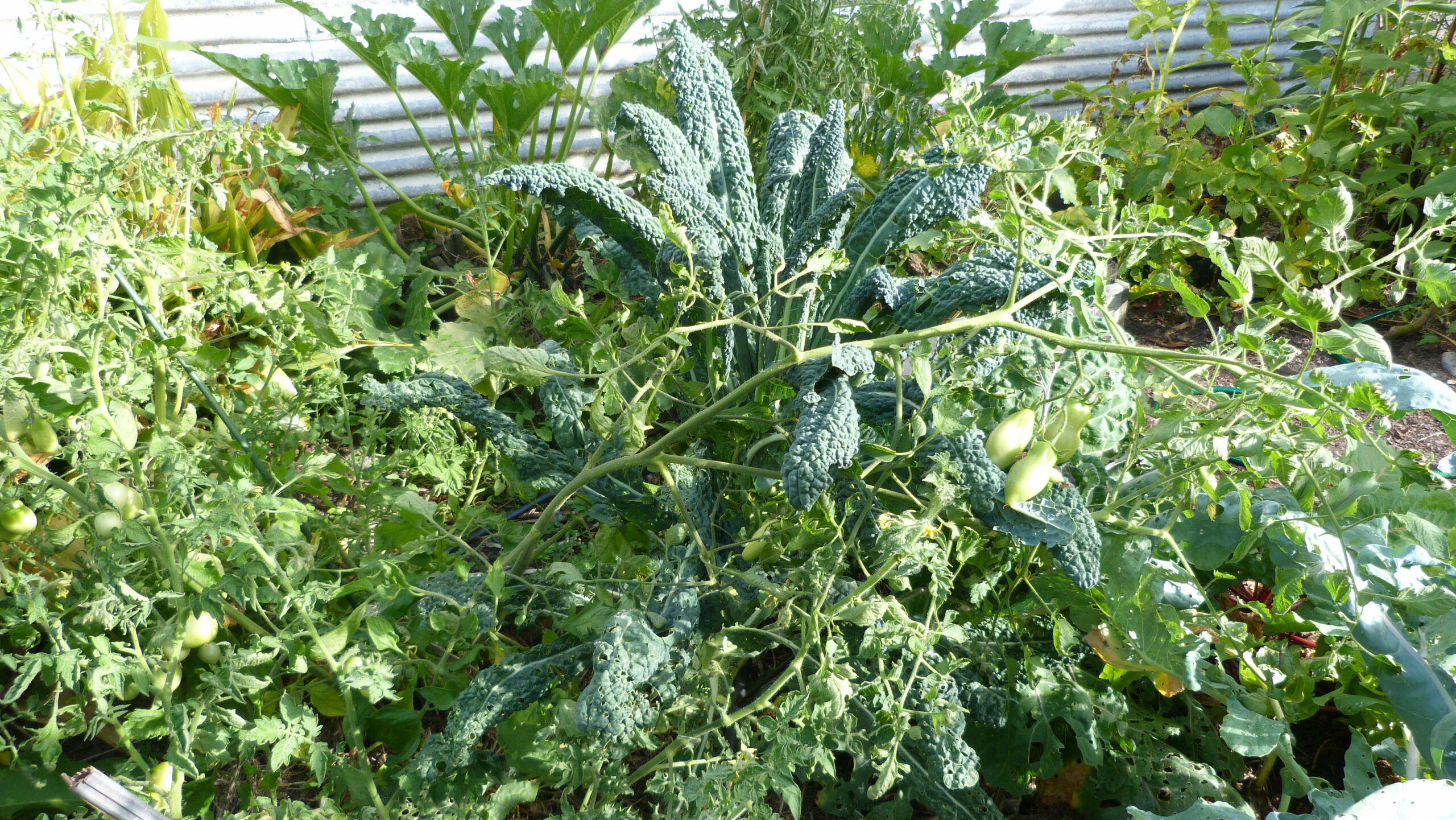 How To Camouflage Plants | Secret Survival Garden How To Grow A Hidden Food Supply