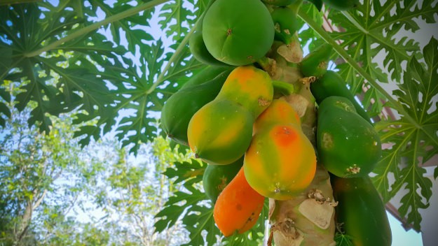 Survival Gardening - The Best Fruit Trees To Grow Indoors