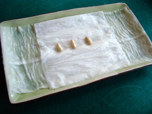 Paper Towel | How To Germinate Seeds A Homesteader's Guide To Sprouting Seeds