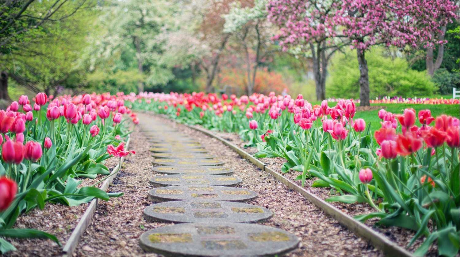 Feature | Pathway with pink tulips | Preparing Your Spring Garden Now | It's Never Too Early!