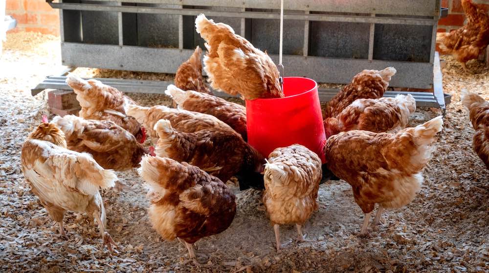 peep of brown chicken | How To Build A Practical Pallet Chicken Coop | chicken coops from pallets | featured