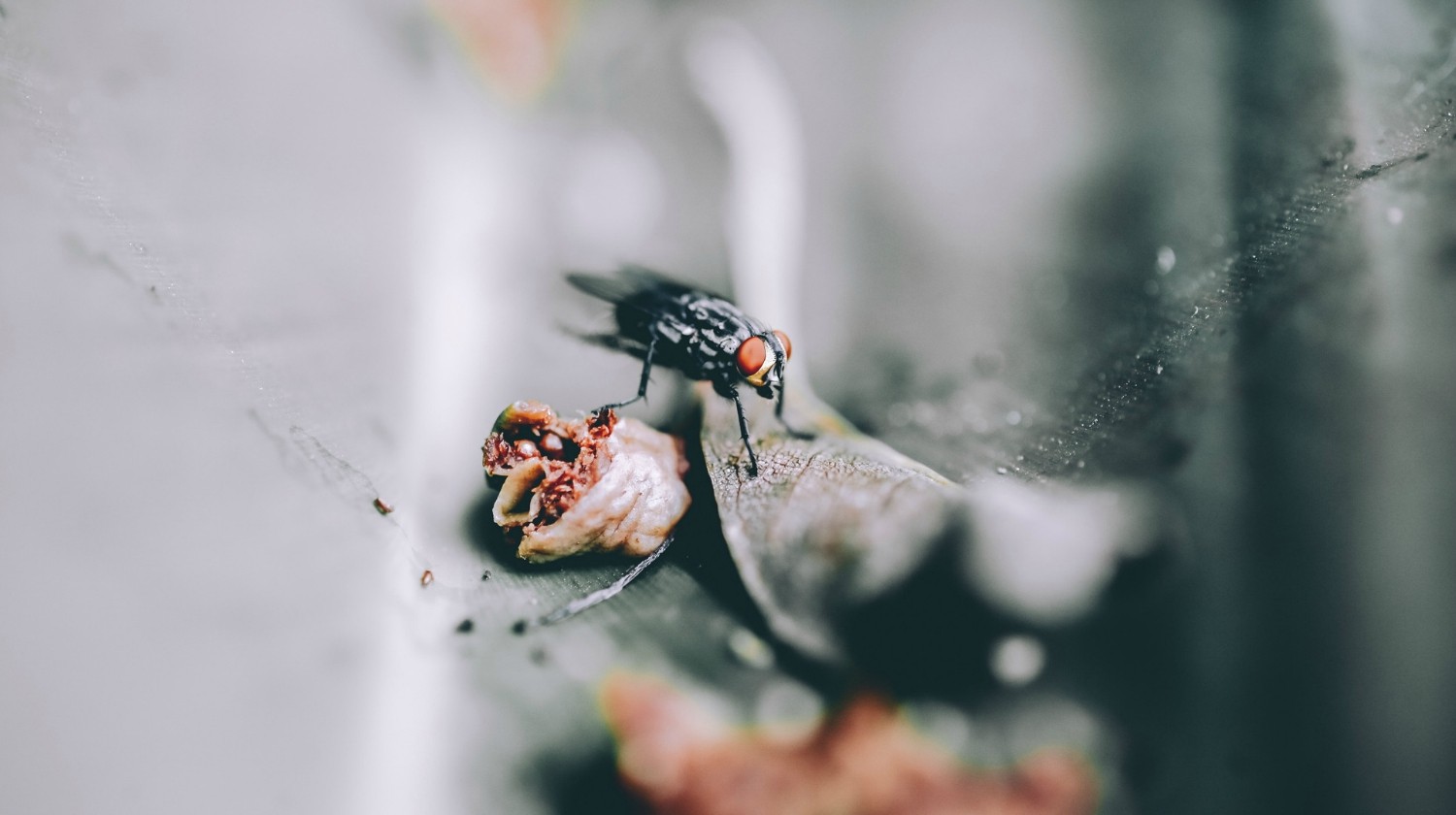 Featured | Photo of black fly | Natural Ways to Get Rid of Flies | Home Remedies