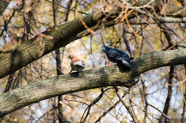 Keeping Bully Birds at Bay And Protecting Your Garden