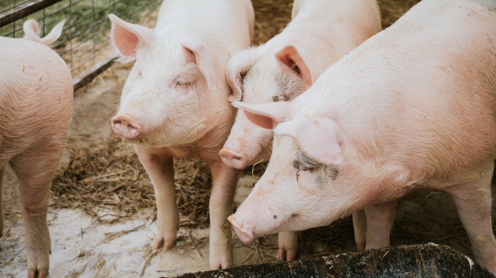 pigs eating | How To Mix Your Own Pig Feed And Save Money | how to make pig feed from corn | featured