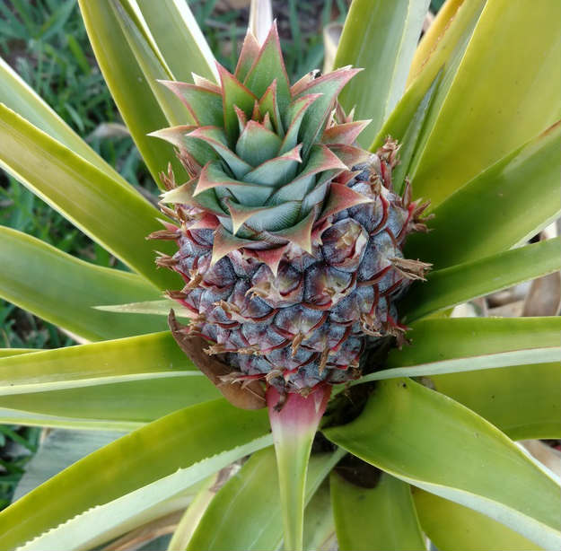 8 Plants For An Edible Landscape | Have Your Landscape And Eat It Too