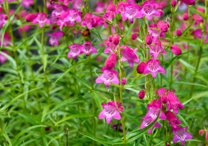 pink blooming beardtongue garden nature background | drought tolerant shade plants