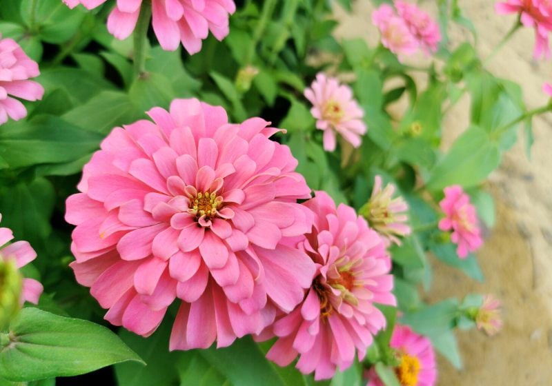 pink white orange | heat and drought tolerant plants
