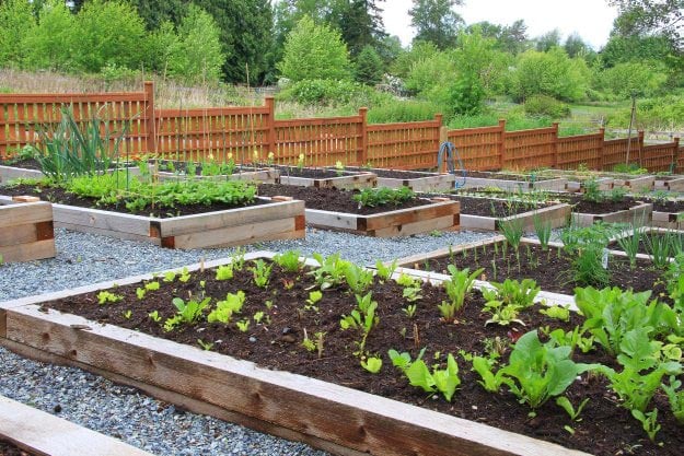 Chapter 2: Planning Your Square Foot Garden | How to Grow All The Food You Need | Homesteading Handbook