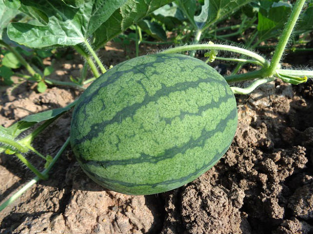 Drought Resistant Plants ~ Too Hot | Planting For Preppers 101