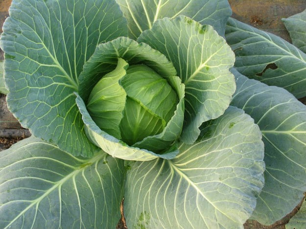 Drought Resistant ~ Too Dry | Planting For Preppers 101
