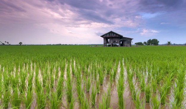 Water Lovers ~ Too Wet | Planting For Preppers 101