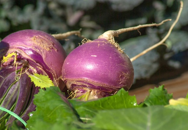 Cold Hardy ~ Too Cold | Planting For Preppers 101