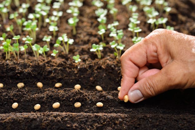 Top 15 Modern Homesteading Skills You Need To Know seeds