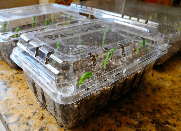 Plastic Containers | How To Germinate Seeds A Homesteader's Guide To Sprouting Seeds