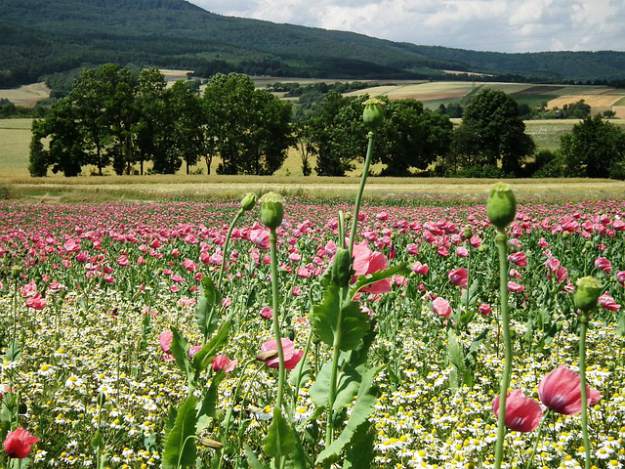 Foxglove (Digitalis purpurea) | Throwback Thursday’s: Panacea & Poison