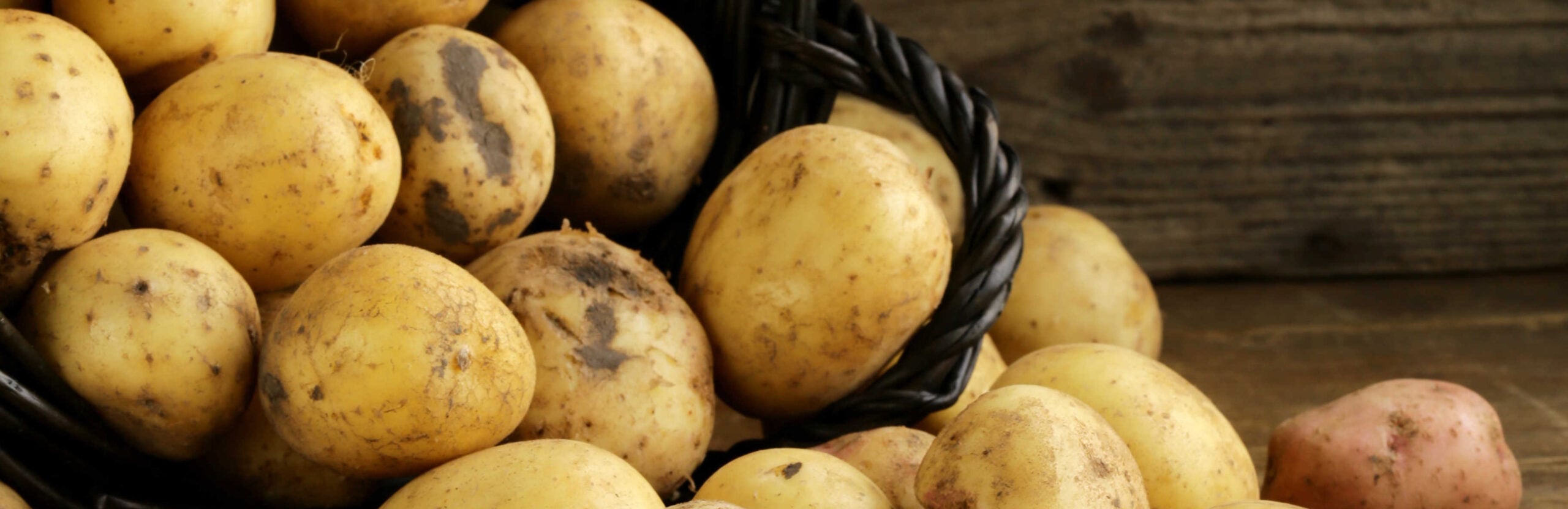 potato-garden