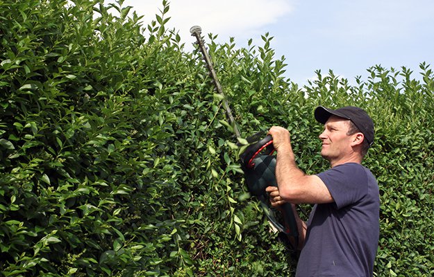 Make a Living Fence