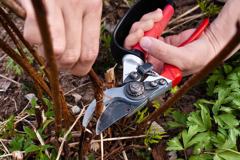 Pruning Raspberry | Homesteading Activities You Should Do This Spring While On Quarantine