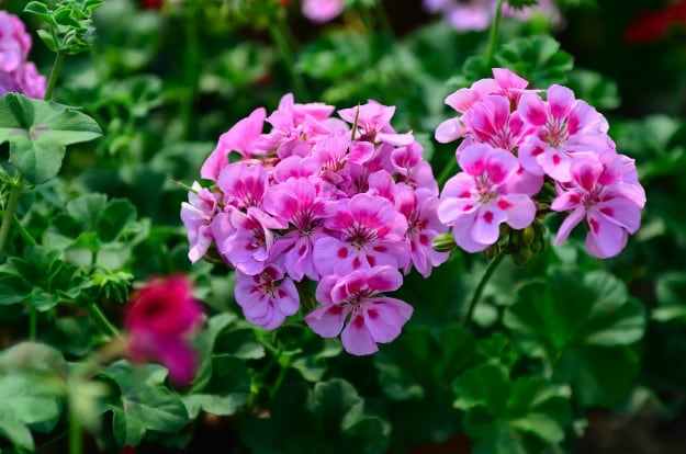Mosquitoes Be Gone – Essential Plants for Your Garden