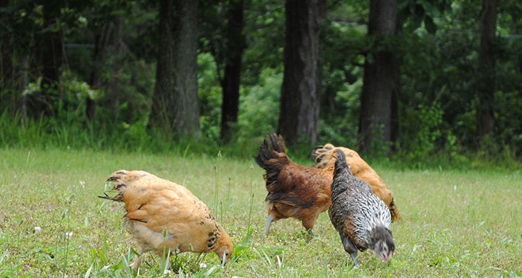 backyard chickens backyard chickens