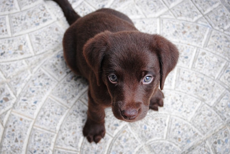 dog care hacks