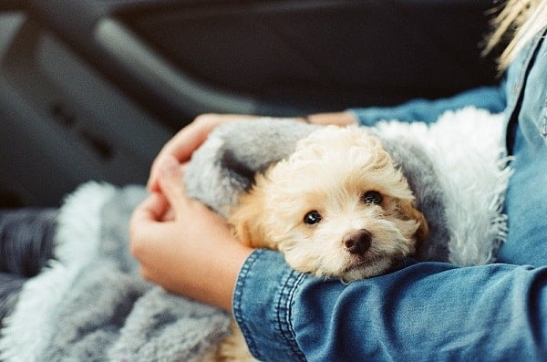 puppy
