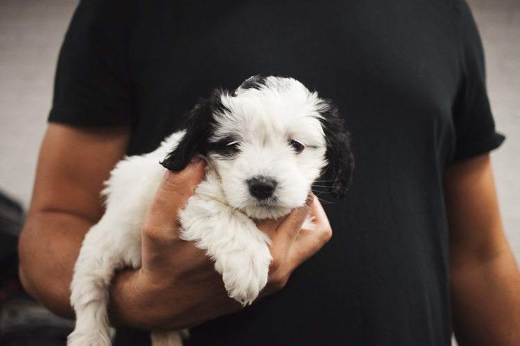 dog care tips