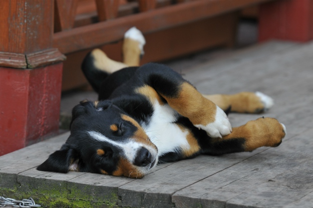 Awesome Dog Care Hacks That Every Dog Owner Should Know