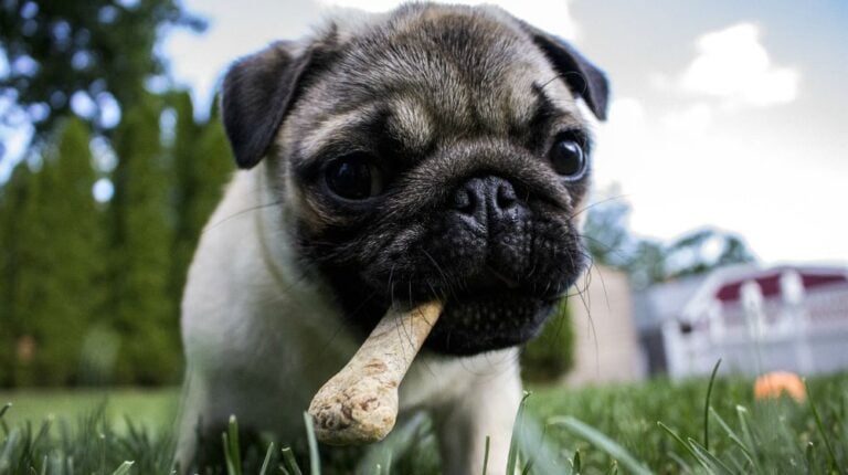 Feature | 17 Healthy Homemade Pet Food Recipes And Treats