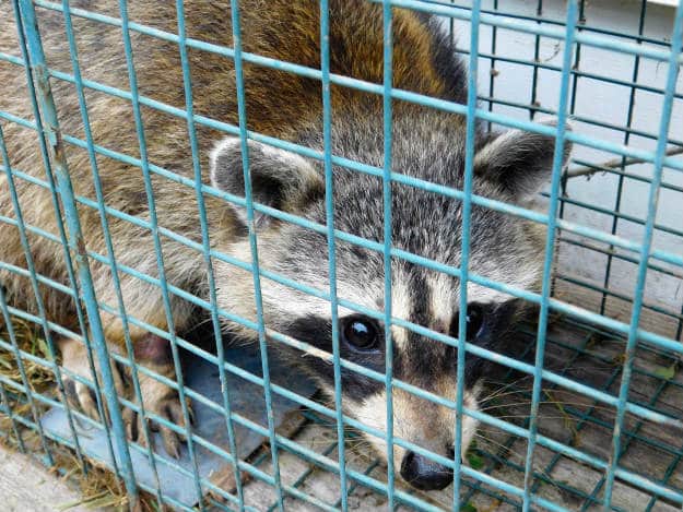 Trapping Techniques To Keep A Pesky Varmint