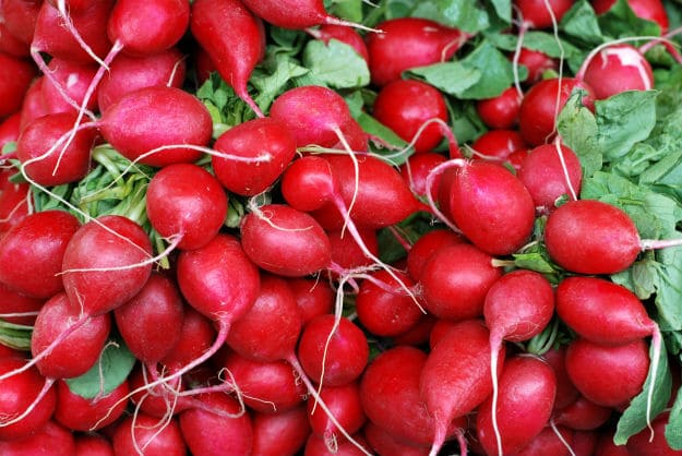 Companion Plants For Your Survival Garden raddish