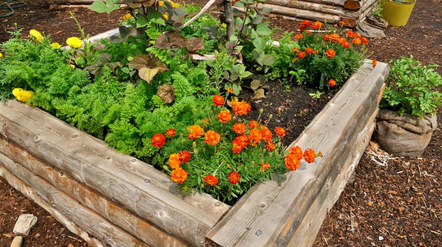 Featured | Raised flower bed in wooden frame | How to Build a Raised Flower Bed