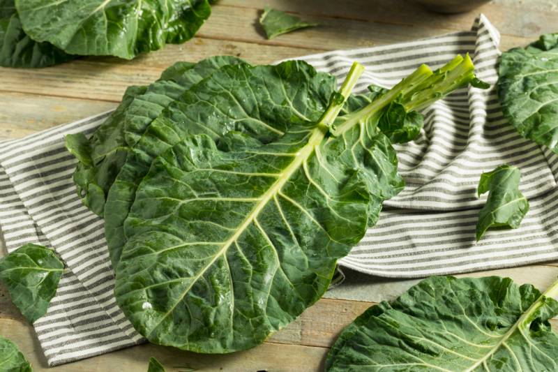 green organic collard | Fall Vegetables You Should Start Planting Now