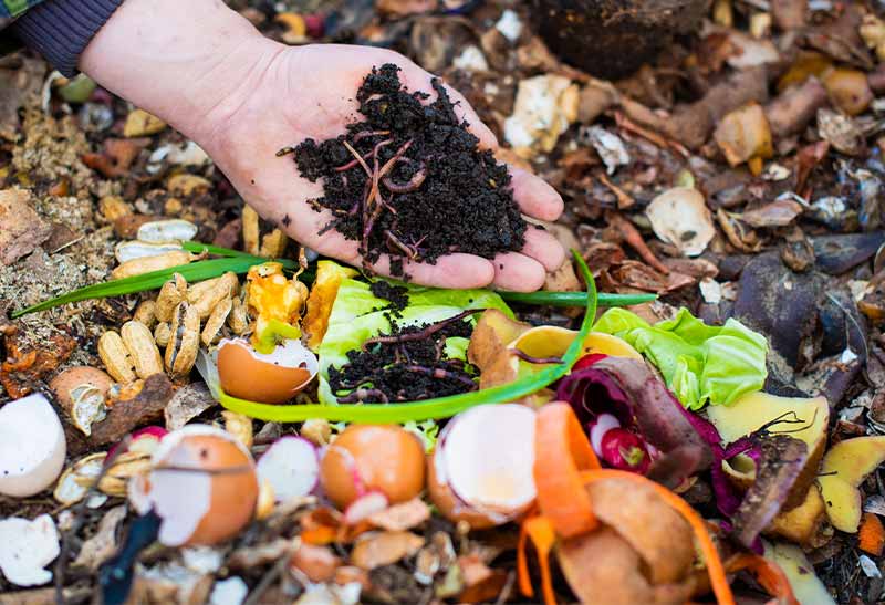 red worms on the male palm for vermicomposting organic food scraps | compost worm
