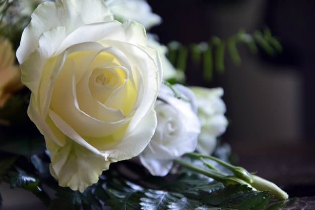 Full bloom white roses | How To Make DIY Rainbow Roses | Perfect Flower Idea For Spring