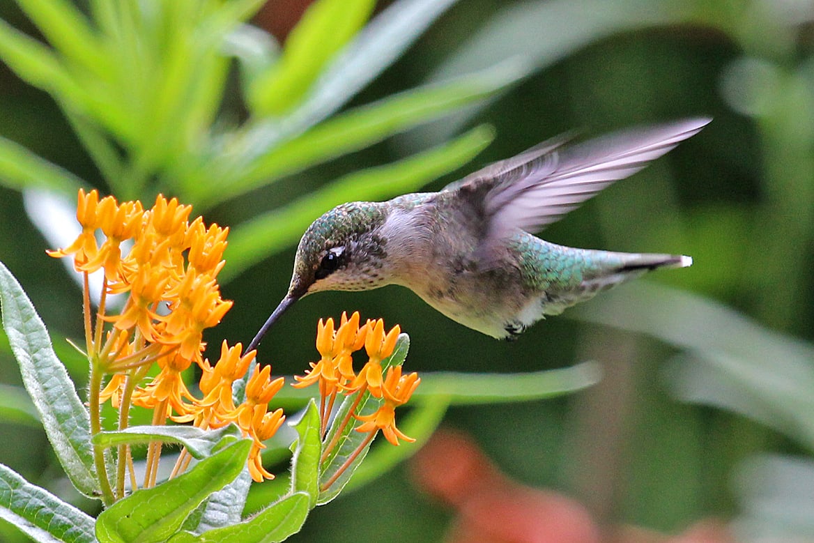 Butterfly Weed Attracts Hummingbirds | Amazing Flowers That Attract Hummingbirds To Keep In Your Homestead Butterfly Weed Attracts Hummingbirds | Amazing Flowers That Attract Hummingbirds To Keep In Your Homestead